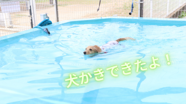 初めてのプール 犬かきできました ミニチュアダックスフンド ミルクの犬日記