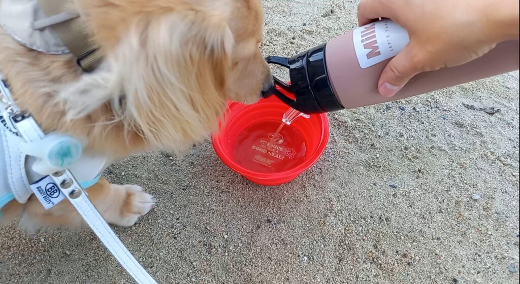 水を飲むミルク