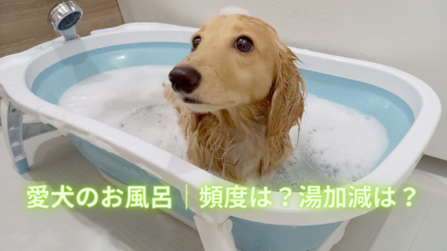 犬のお風呂はいつから 頻度は 温度やおすすめの入れ方をご紹介 ミニチュアダックスフンド ミルクの犬日記