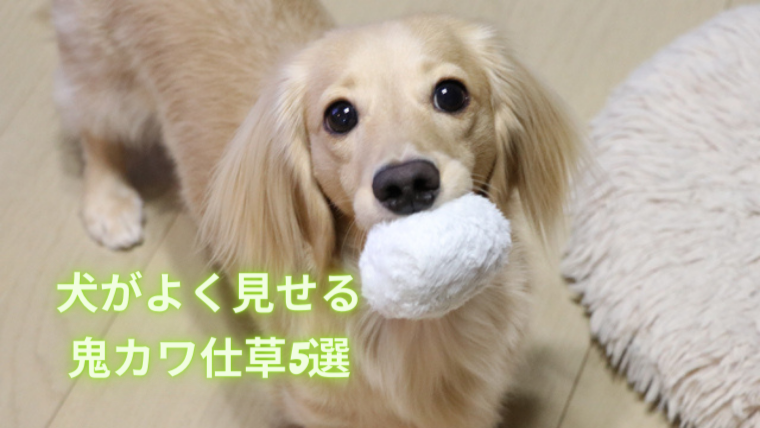 かわいすぎる 犬がよく見せる 鬼カワ仕草 5選 ミニチュアダックスフンド ミルクの犬日記