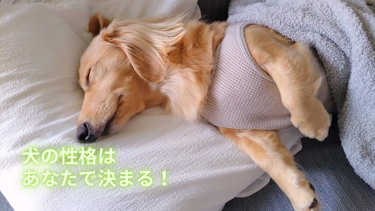 犬の性格はあなたで決まる