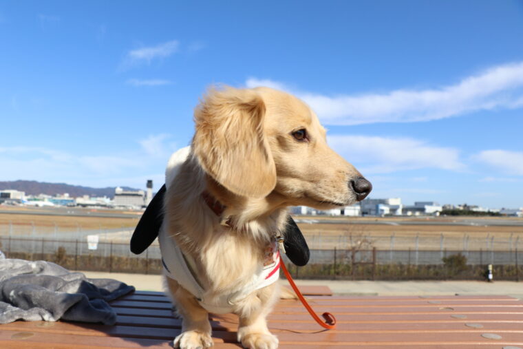 飛行機にノーリアクションのミルク