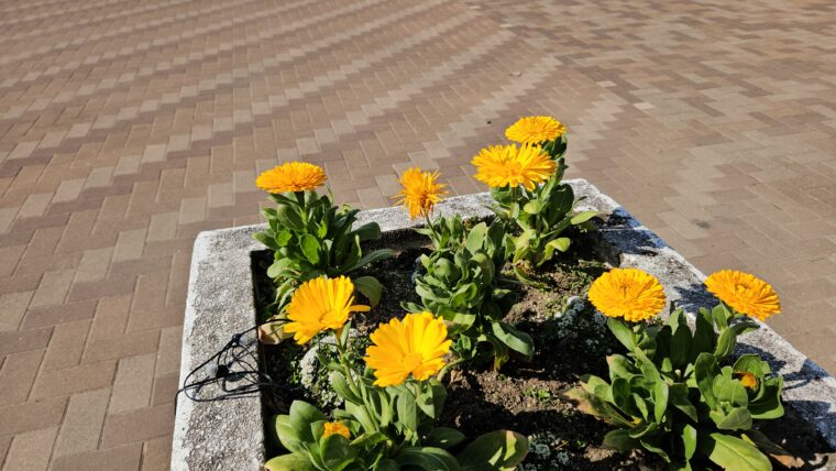 キンセンカの花