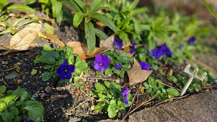 パンジーの花