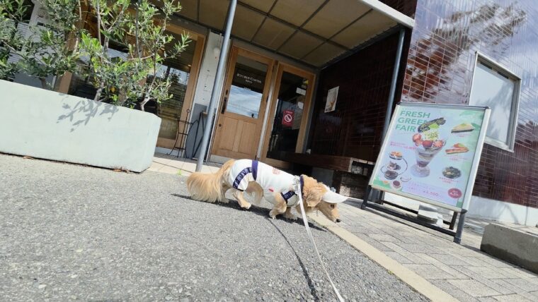 お店の前をクン活するミルクの画像