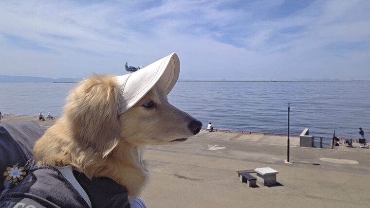 海を眺めるミルク
