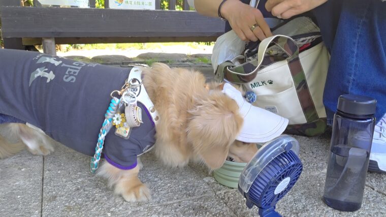 ヤギミルクを飲むミルク